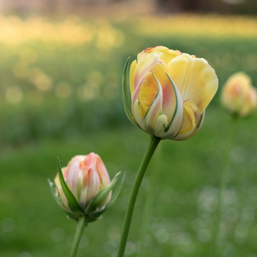 Tulipe viridiflora Golden Artist (Floraison)