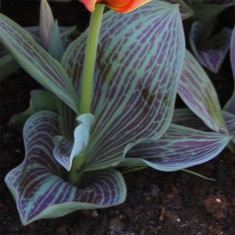 Tulipe botanique greigii Corsage (Feuillage)