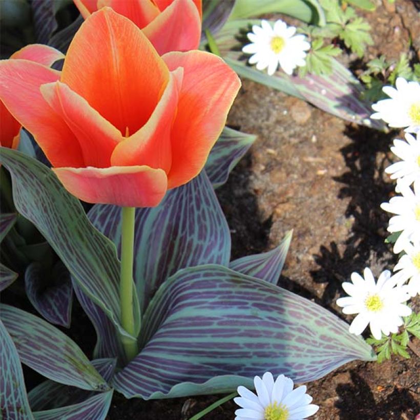 Tulipe botanique greigii Corsage (Port)
