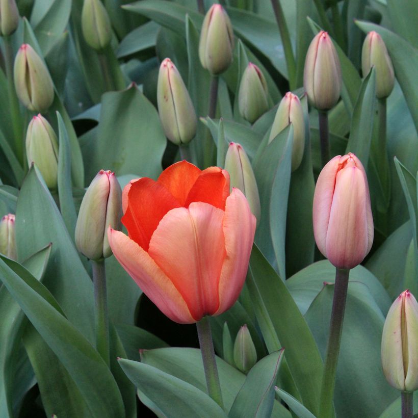 Tulipe Darwin Apricot Impression (Floraison)