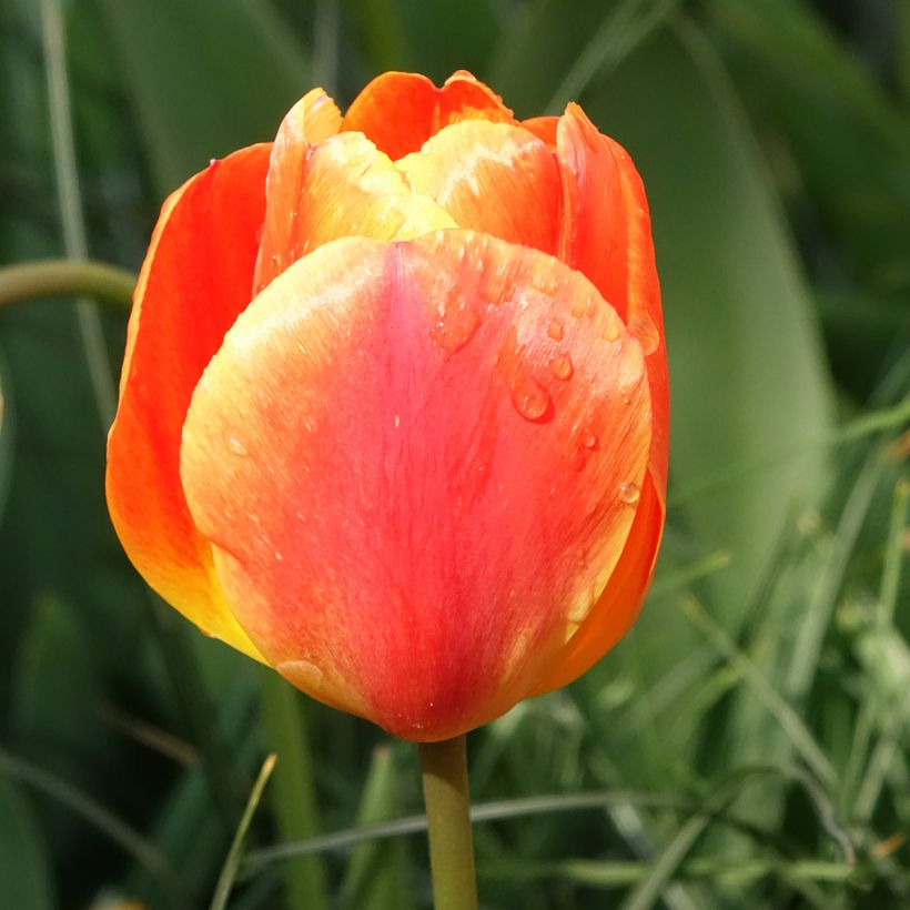Tulipe Darwin Orange Lion (Floraison)