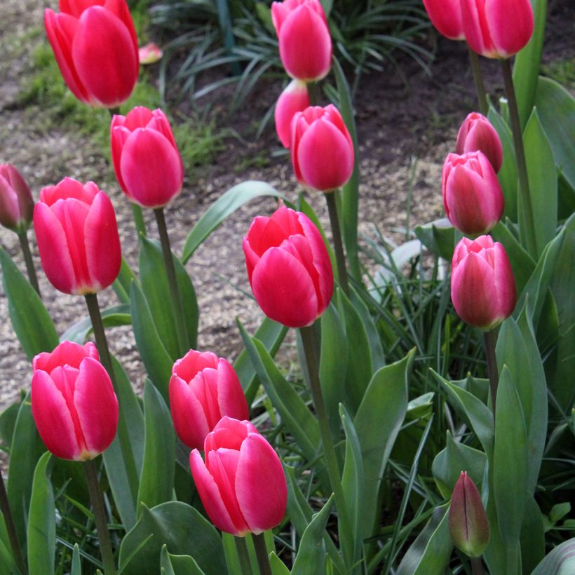 Tulipe Darwin Rosy Delight (Port)