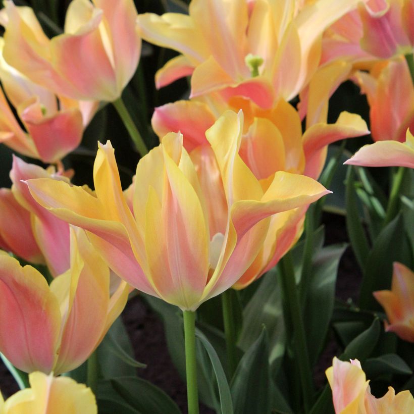 Tulipe Fleur de Lis Marianne (Floraison)