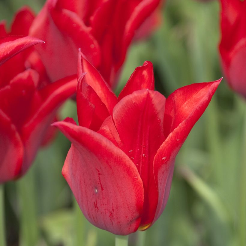 Tulipe Fleur de Lis Moneymaker (Floraison)