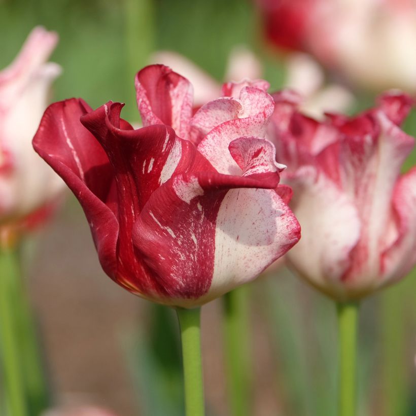 Tulipe Striped Crown (Floraison)