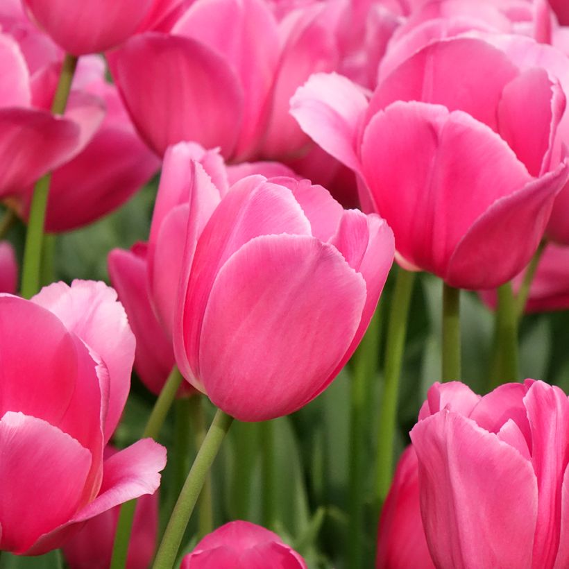 Tulipe Triomphe Barcelona (Floraison)