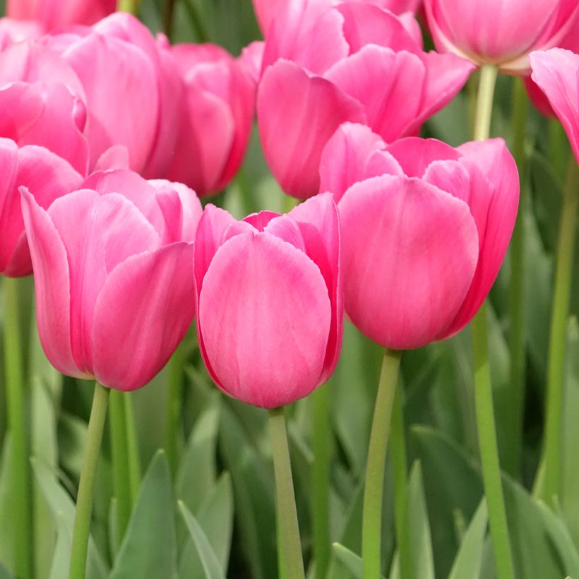 Tulipe Triomphe Barcelona (Port)