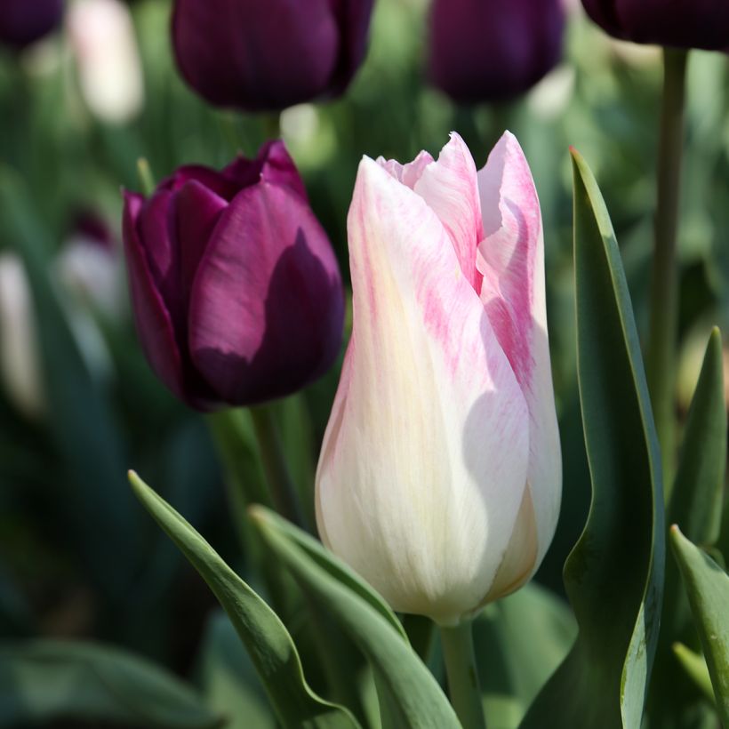 Tulipe Triomphe Kyoko Takahashi (Floraison)