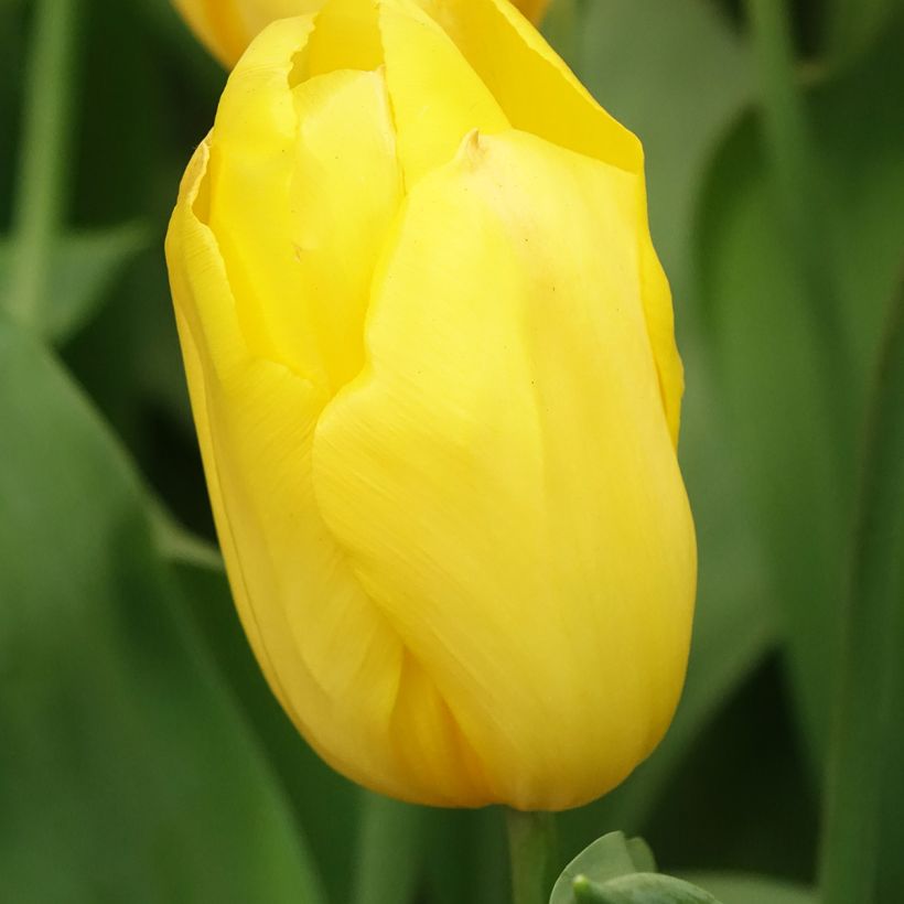 Tulipe Triomphe Strong Gold (Floraison)