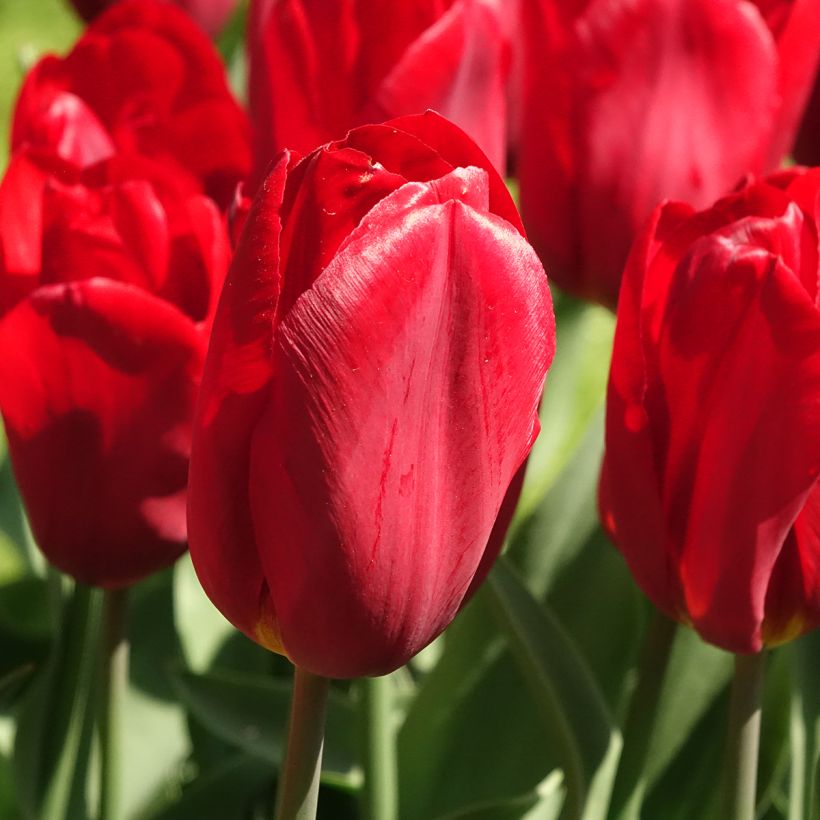 Tulipe Triomphe Strong Love (Floraison)