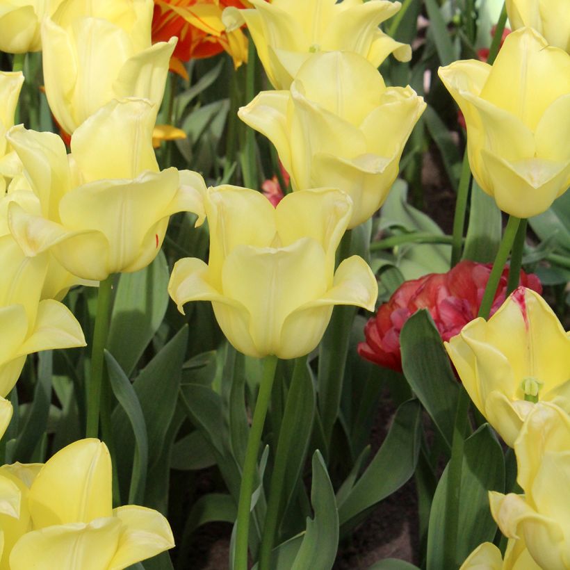 Tulipe Triomphe World Friendship (Port)