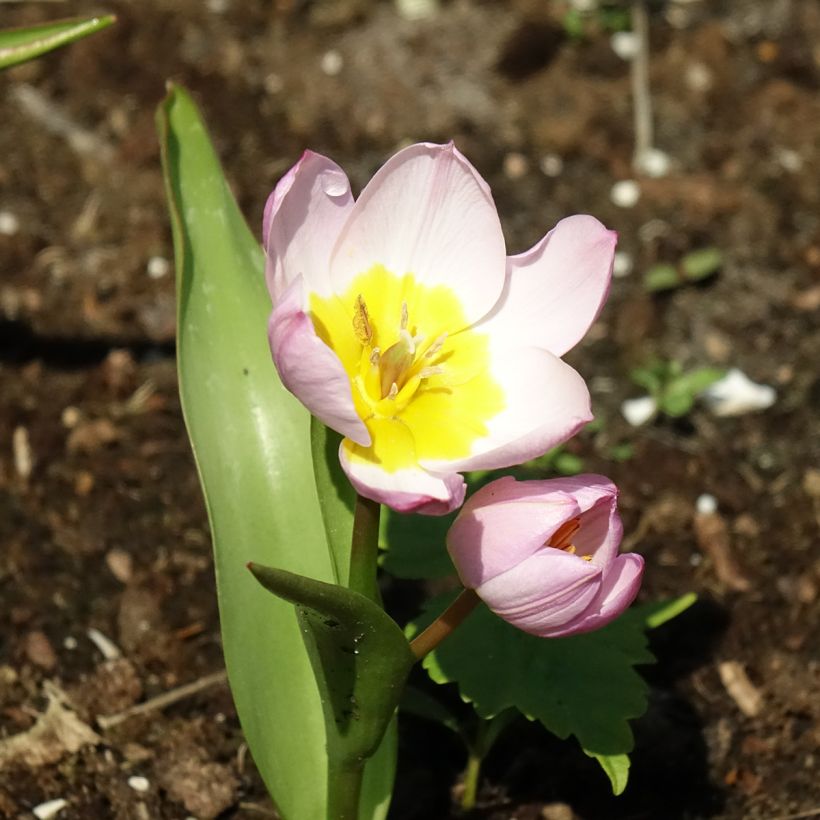 Tulipe botanique bakeri Lilac Wonder (Floraison)