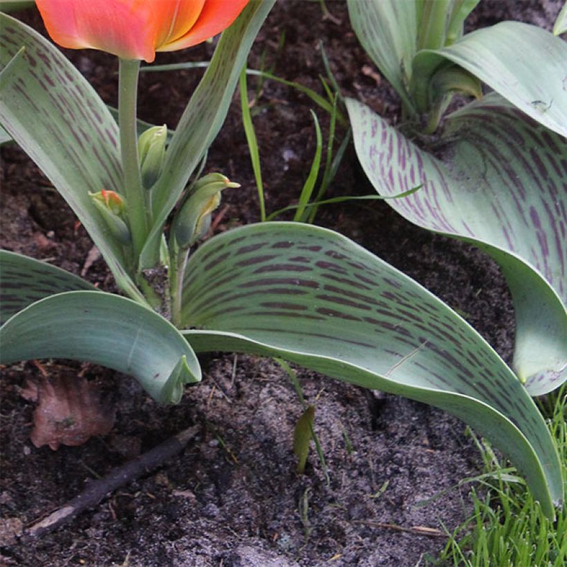 Tulipe botanique greigii Toronto (Foliage)