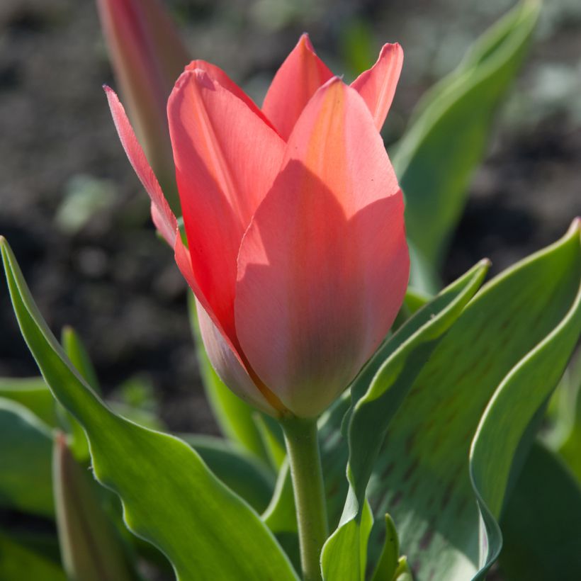 Tulipe botanique greigii Toronto (Flowering)