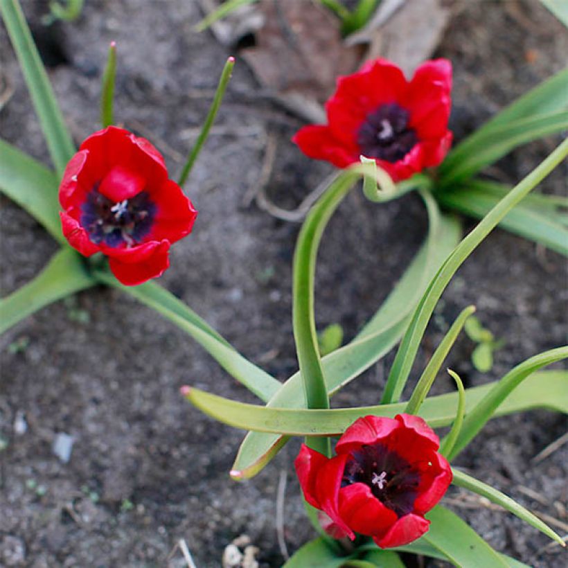 Tulipe botanique humilis Lilliput (Flowering)