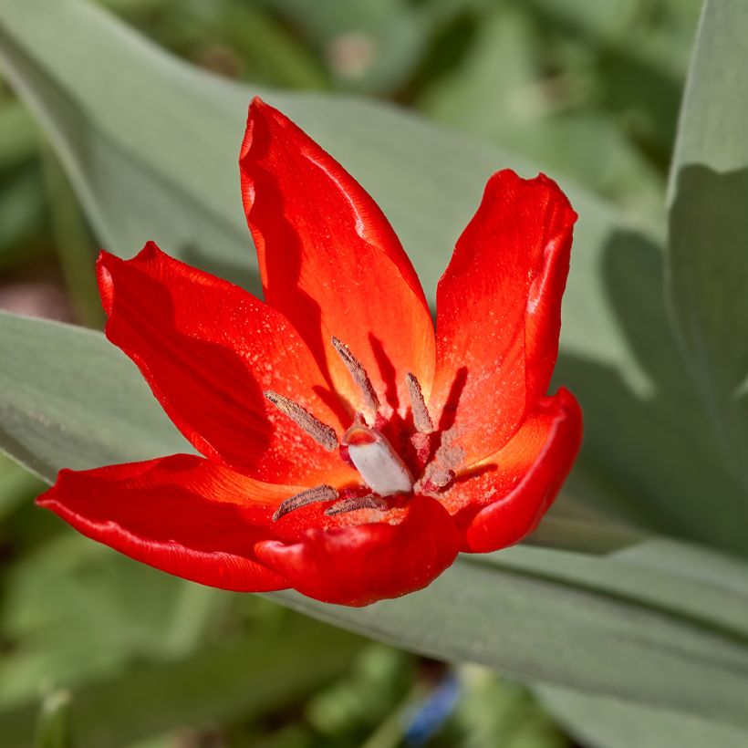Tulipe botanique praestans Fusilier (Flowering)