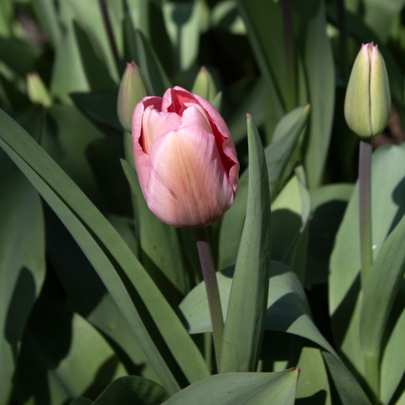 Tulipe de Darwin Pink Impression (Floraison)