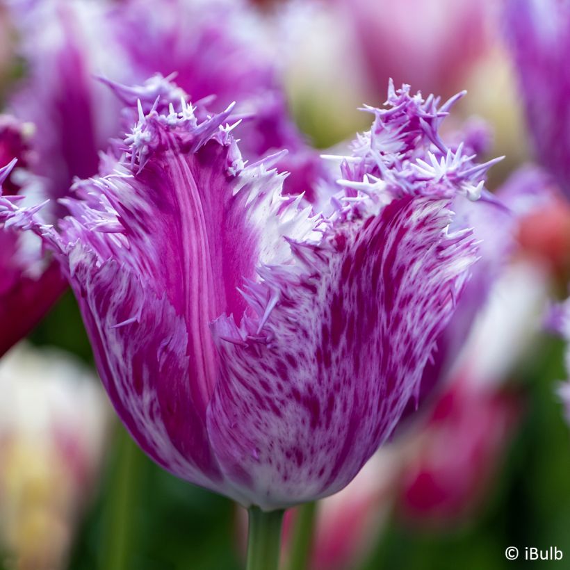 Tulipe dentelée Purple Circus (Floraison)