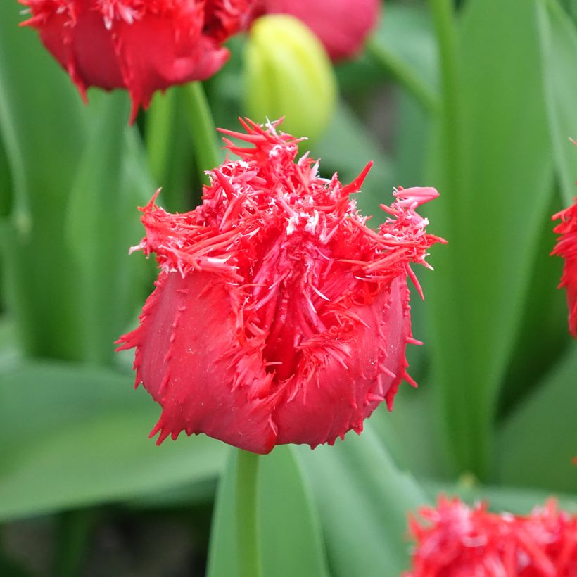 Tulipe dentelée Barbados (Floraison)