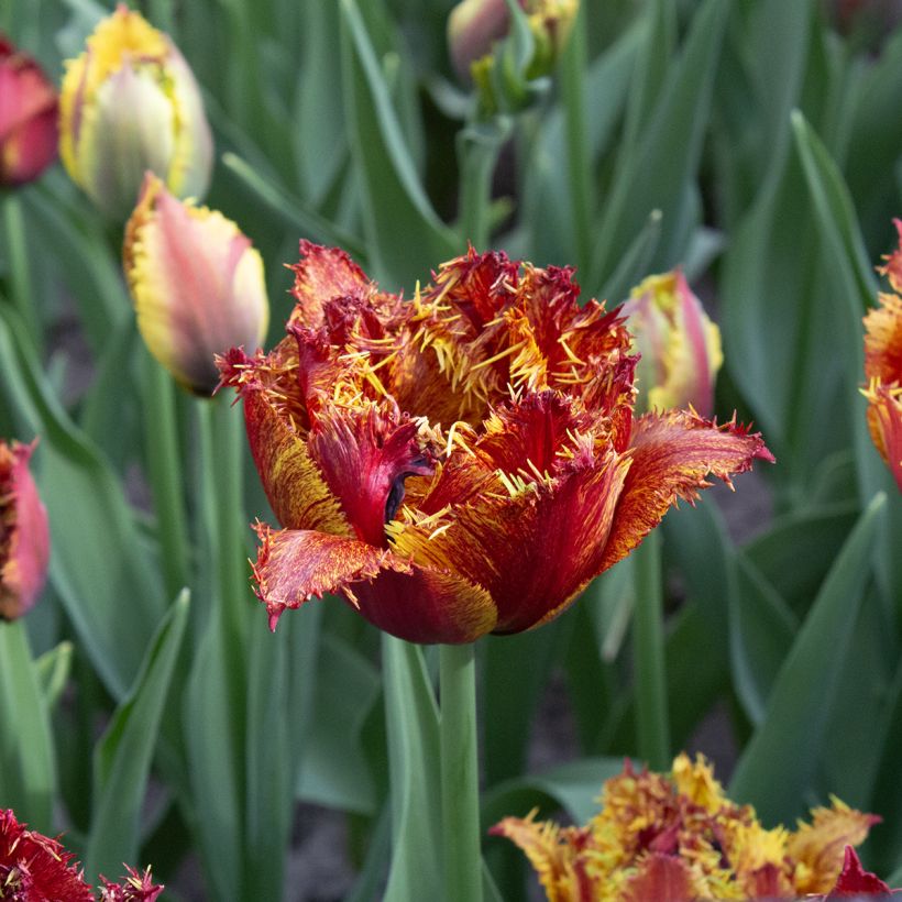 Tulipe dentelée double Bastia (Floraison)