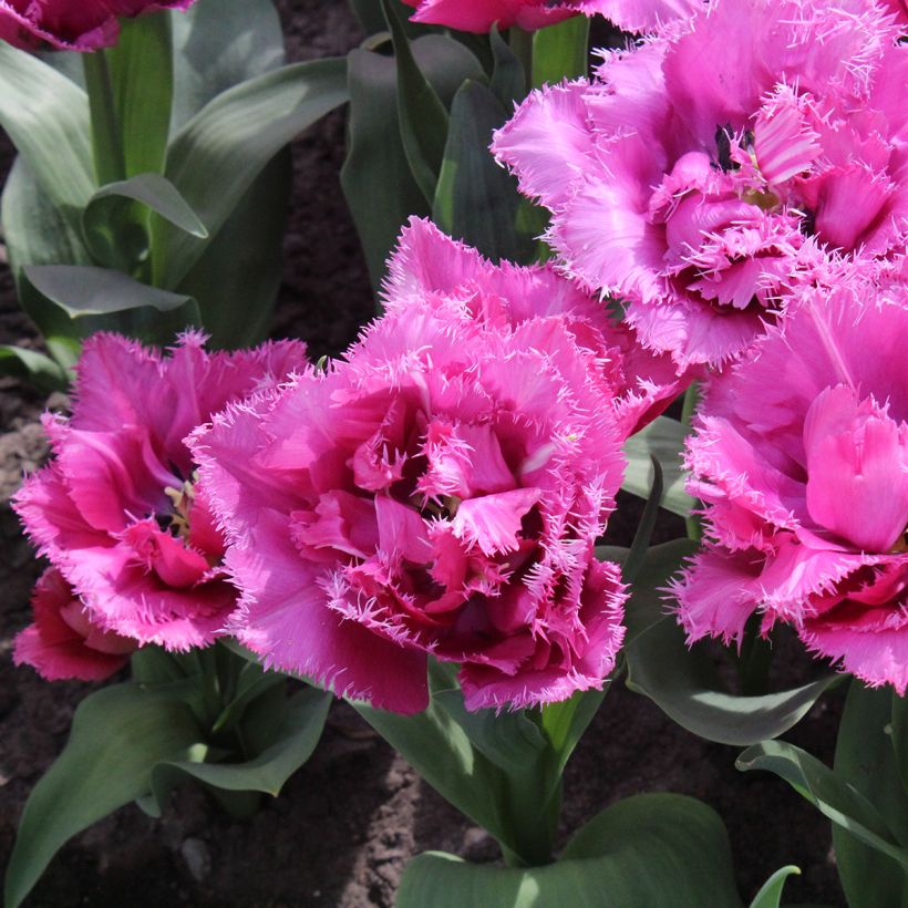 Tulipe dentelée double Match Point (Floraison)