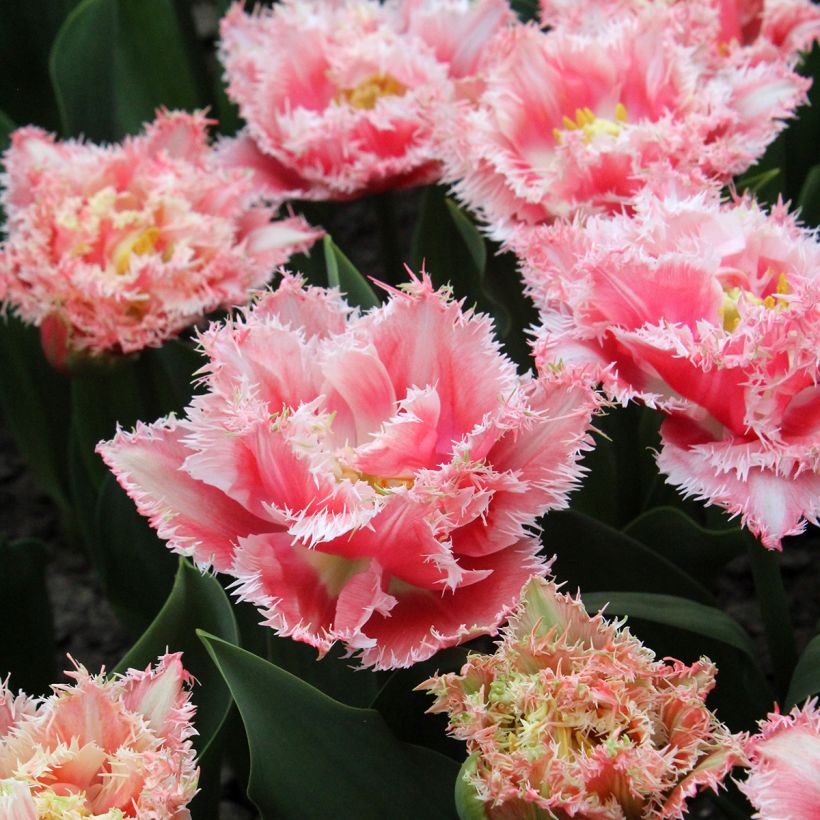 Tulipe dentelée double Queensland (Floraison)