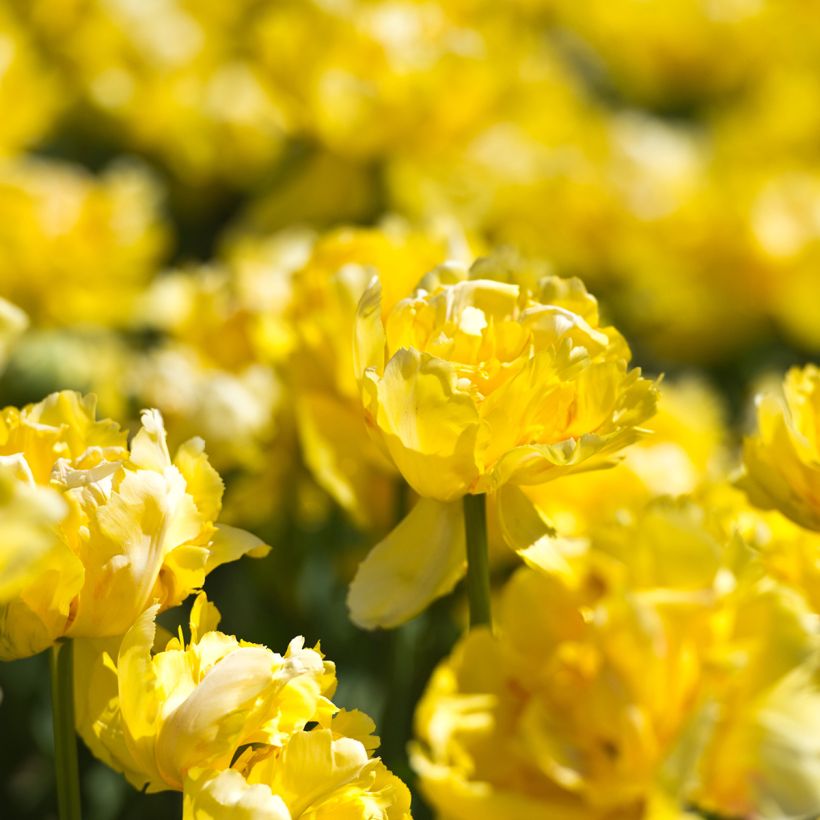 Tulipe double hâtive Yellow Margarita (Floraison)