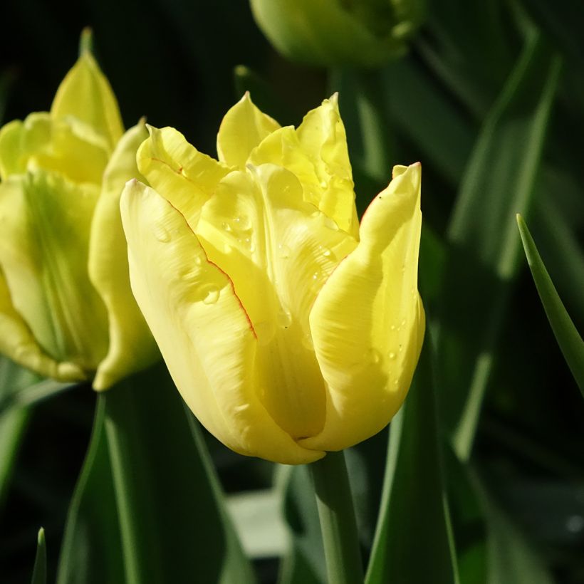 Tulipe double hâtive Aquilla  (Floraison)