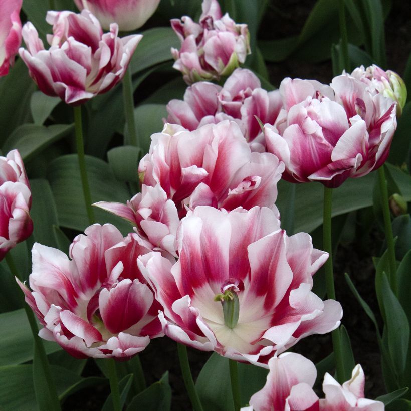 Tulipe double hâtive Fantasy Lady (Floraison)