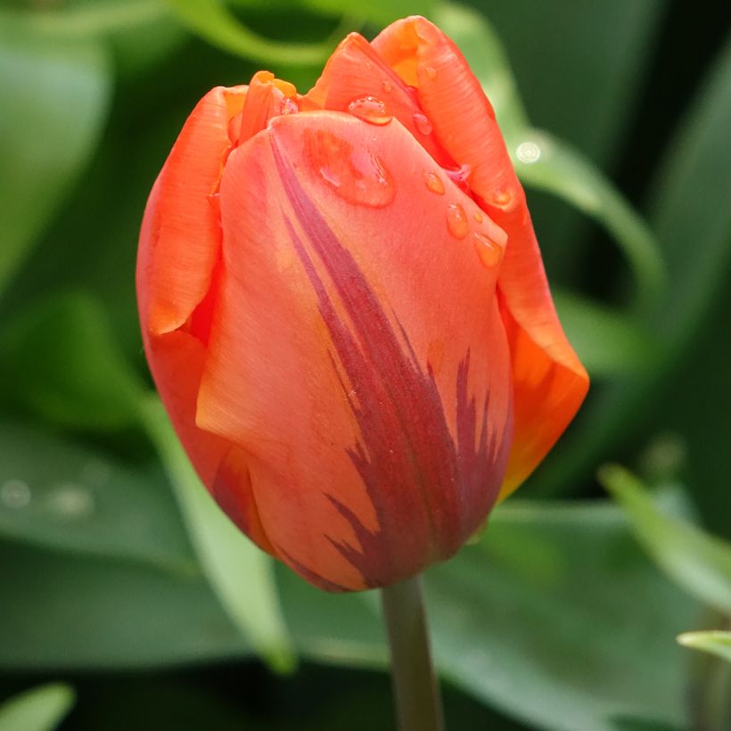 Tulipe double hâtive Hermitage (Floraison)