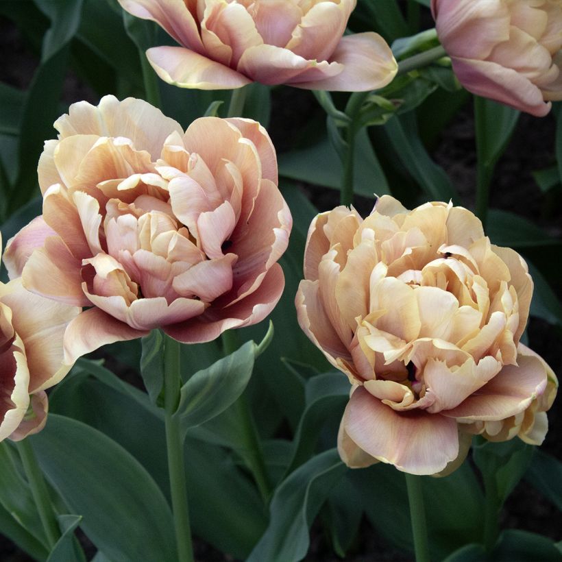 Tulipe double hâtive La Belle Epoque (Floraison)