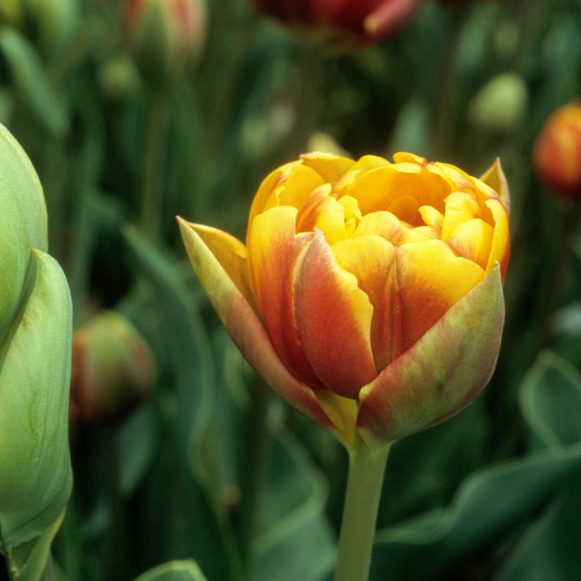 Tulipe double tardive Bonanza (Floraison)