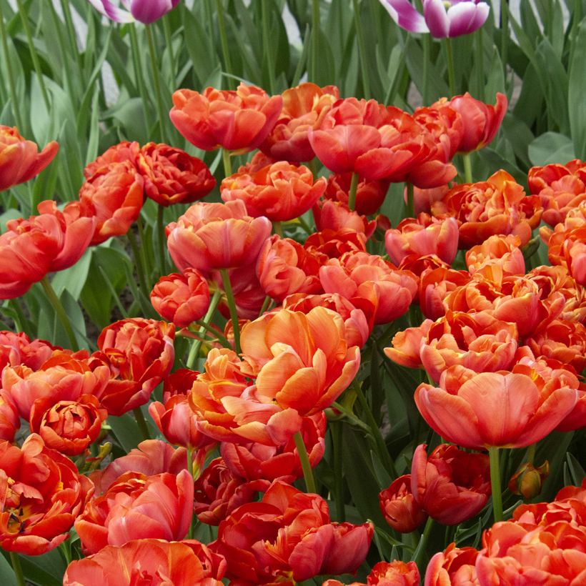 Tulipe double tardive Statement (Floraison)