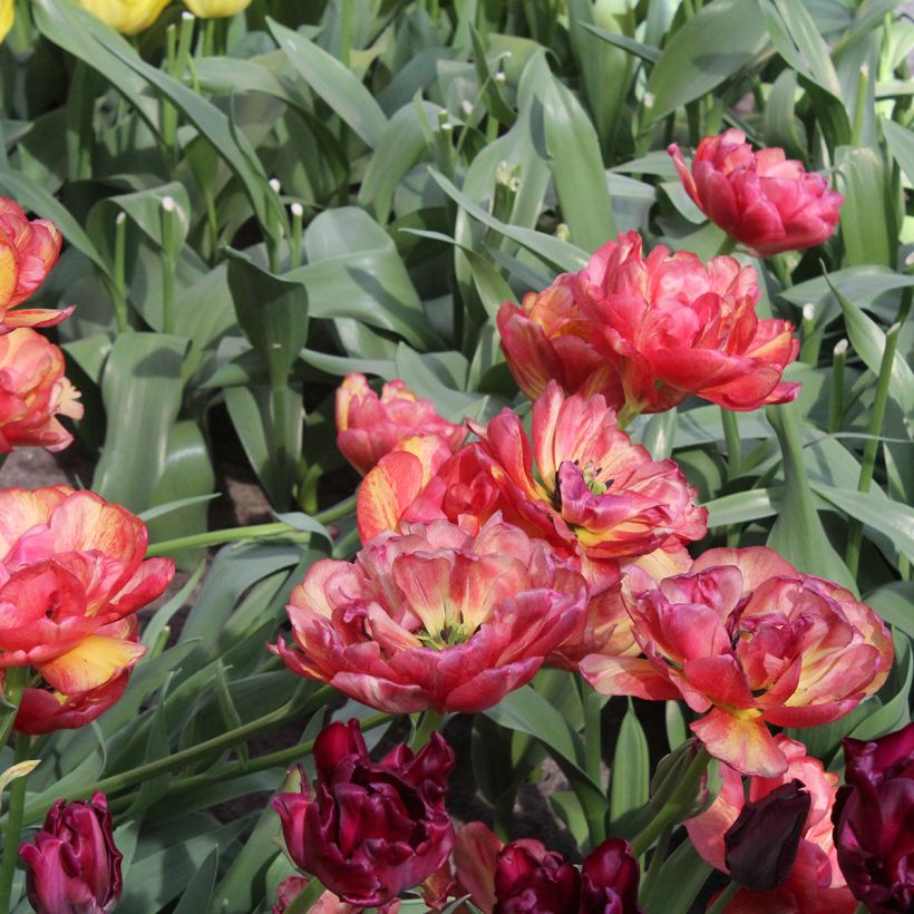 Tulipe double tardive Sundowner (Floraison)
