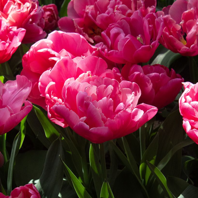 Tulipe double tardive Sunset Tropical* (Floraison)