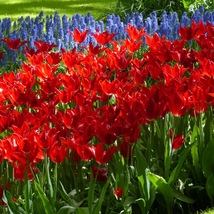 Tulipe fleur de lis Red Shine (Floraison)