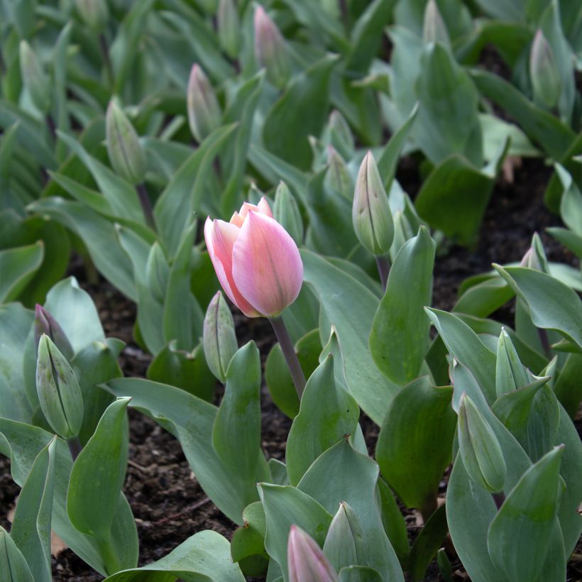 Tulipe fosteriana Albert Heijn (Floraison)