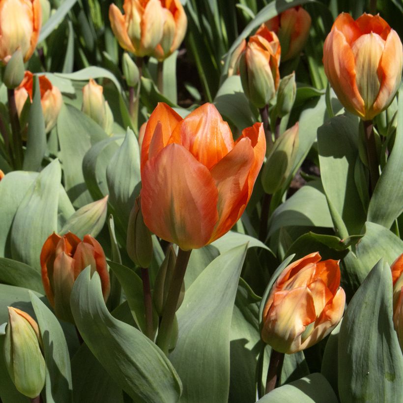 Tulipe fosteriana Orange Emperor (Floraison)