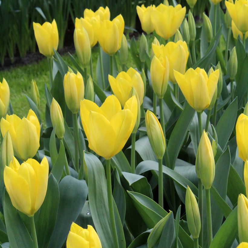 Tulipe fosteriana Sweetheart (Floraison)