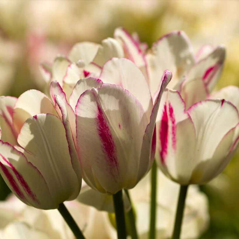 Tulipe pluriflore Candy Club (Floraison)