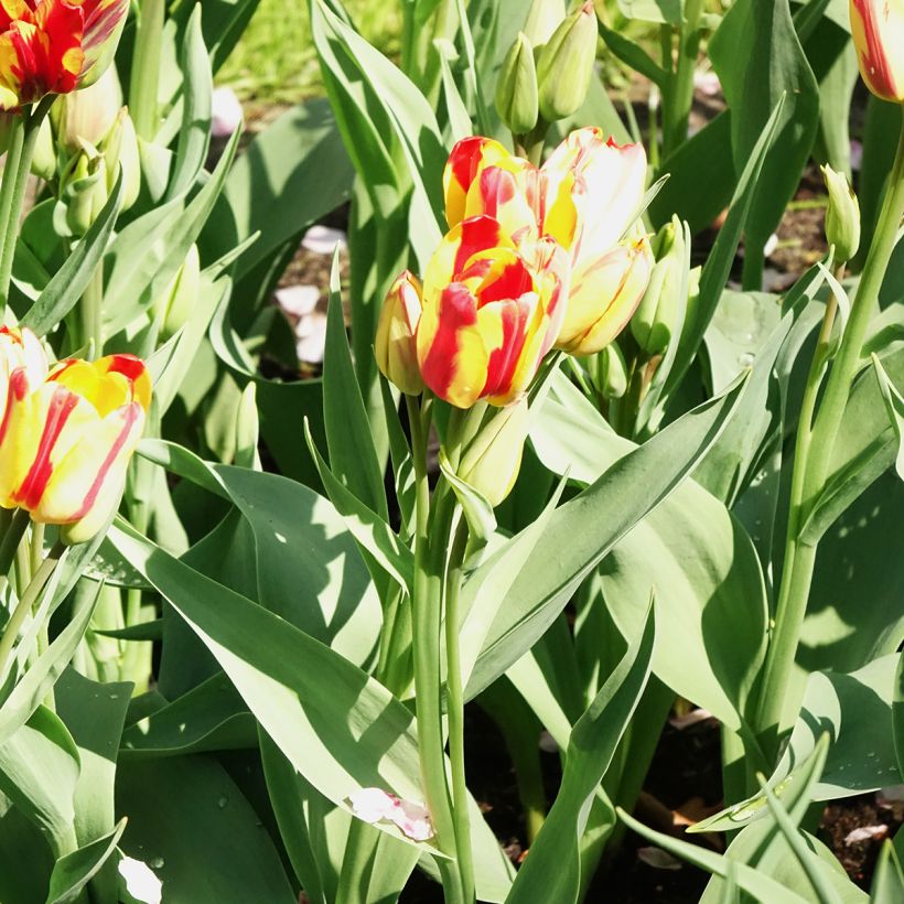 Tulipe pluriflore Sunshine Club (Floraison)