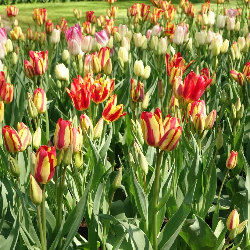 Tulipe pluriflore Sunshine Club (Port)