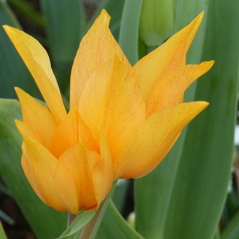 Tulipe botanique praestans Shogun (Flowering)