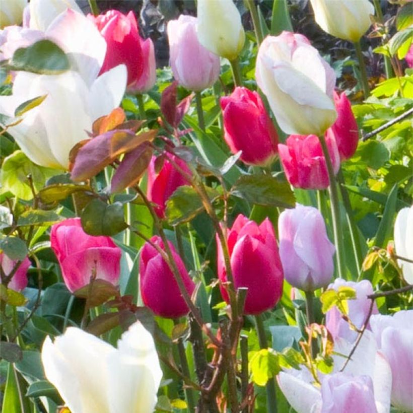 Tulipe simple hâtive Christmas Marvel (Floraison)