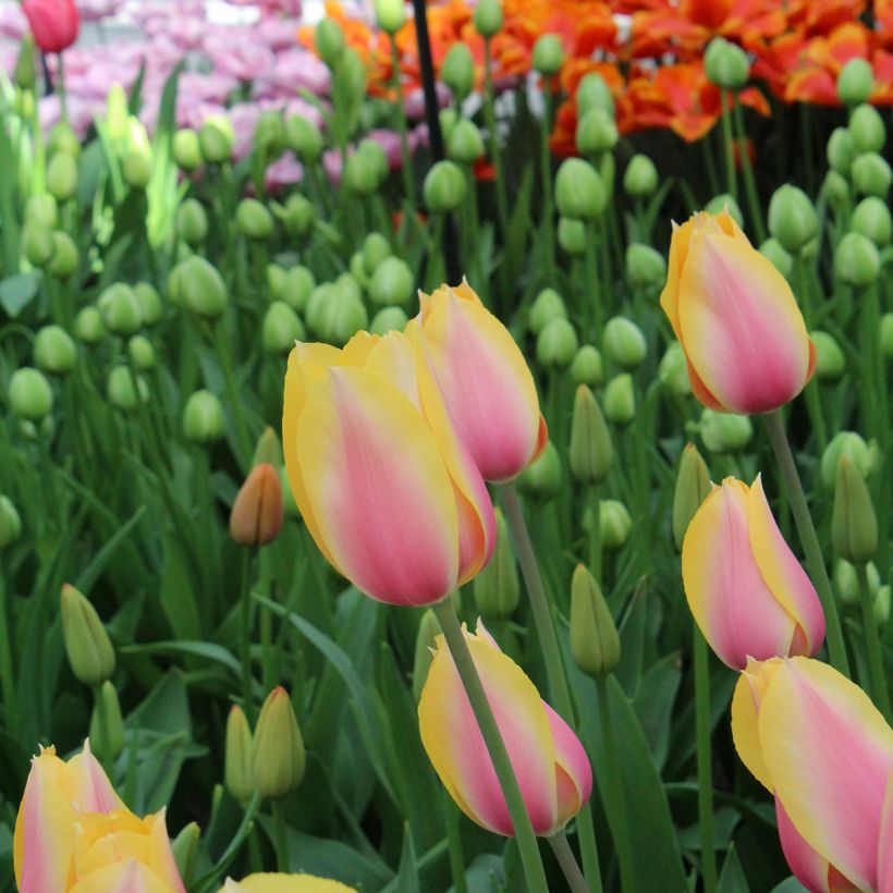 Tulipe simple tardive Blushing Lady (Floraison)