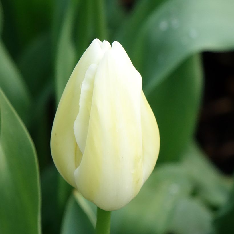 Tulipe simple tardive Maureen (Floraison)