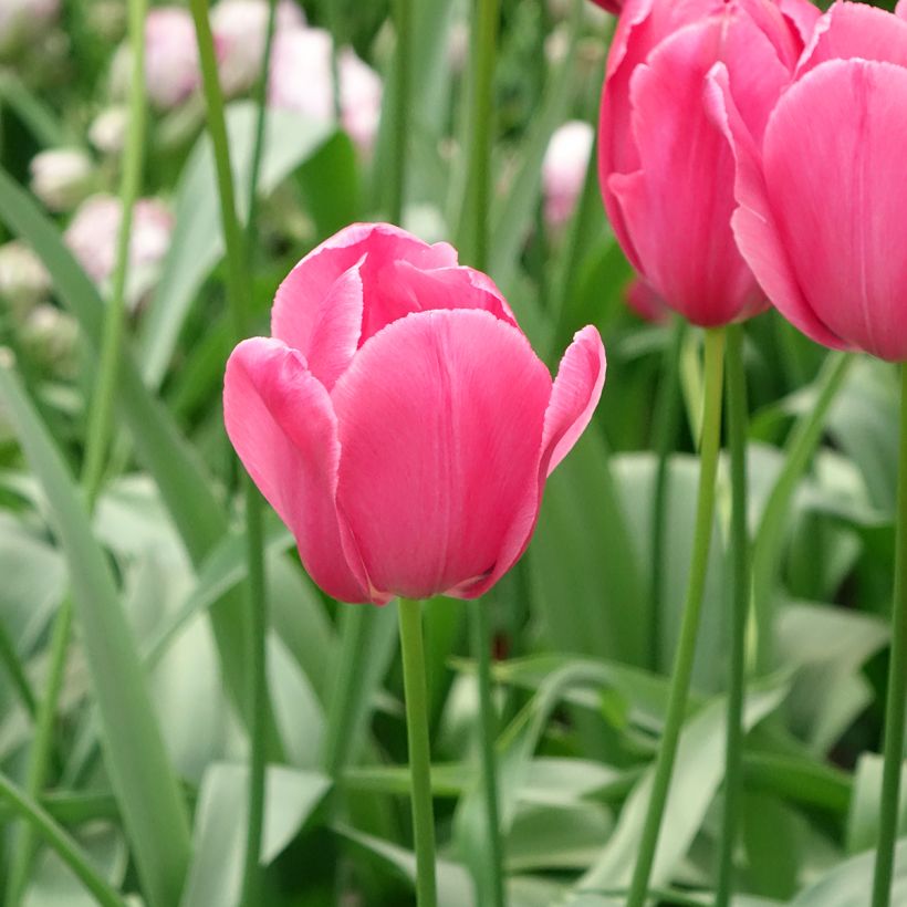 Tulipe simple tardive Yosemite (Wilja) (Floraison)