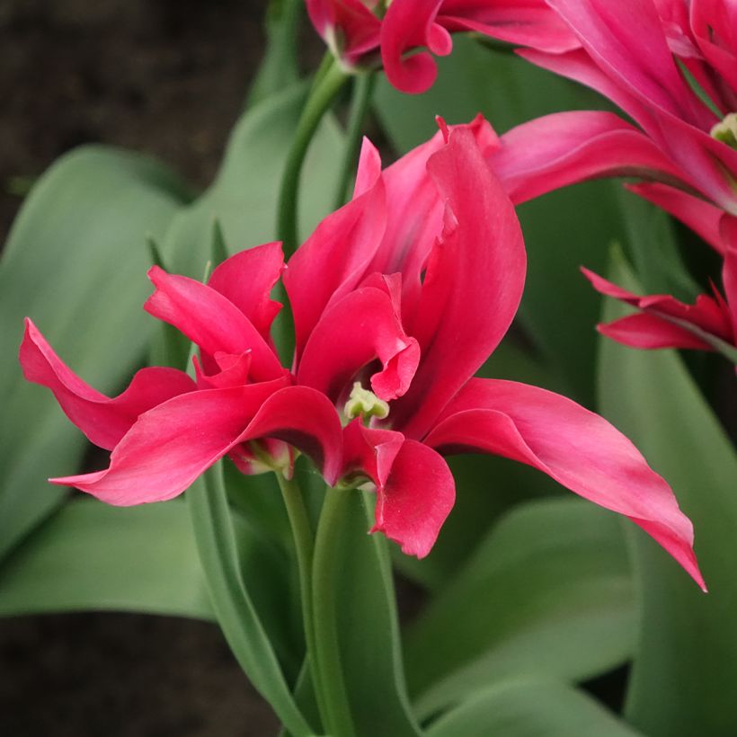 Tulipe viridiflora Doll's Minuet (Floraison)