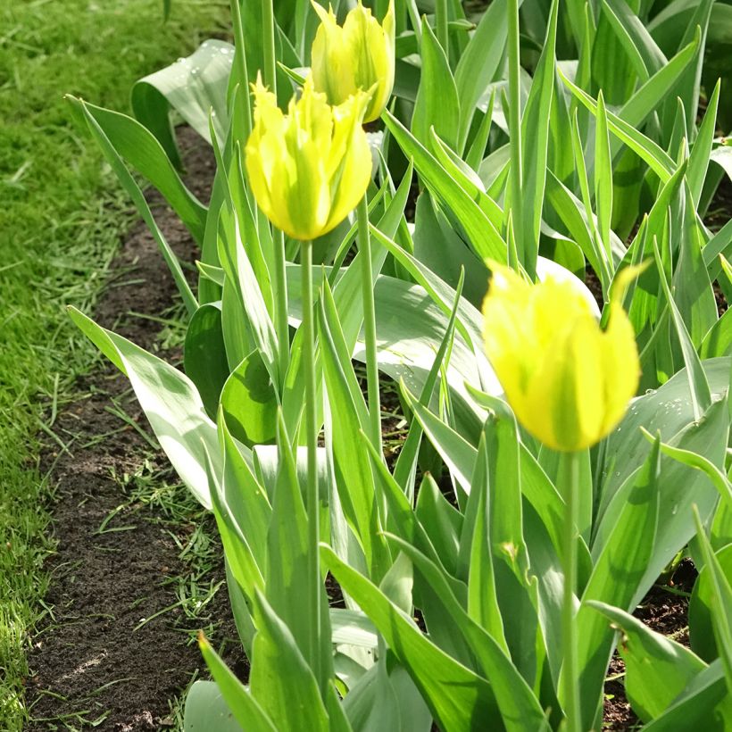 Tulipe viridiflora Green Mile (Port)