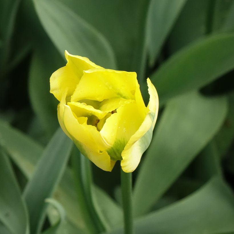 Tulipe viridiflora Yellow Spring Green (Floraison)